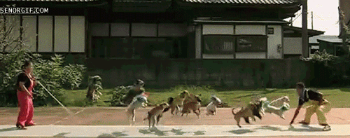 funniest-dog-gifs-dogs-jump-rope.gif