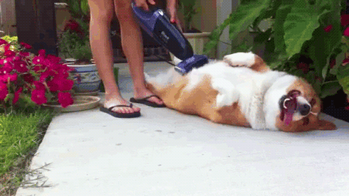 funny dogs funny gif