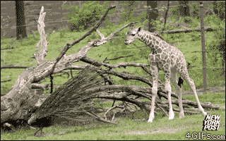 funniest-animal-gifs-scared-baby-giraffe.gif