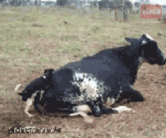 Dog Humping Cow