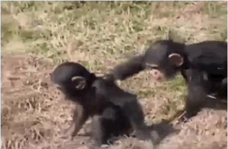 animals-being-jerks-gifs-baby-monkey-pus