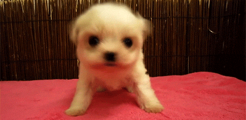 cute-puppy-gifs-head-shake.gif