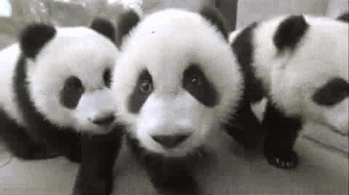 The Cutest Panda GIFs Ever