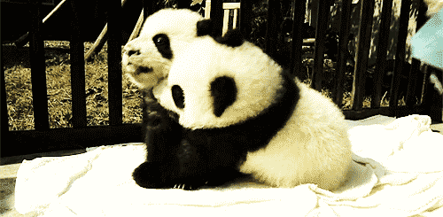 http://www.pbh2.com/wordpress/wp-content/uploads/2013/04/cutest-panda-gifs-hugs.gif