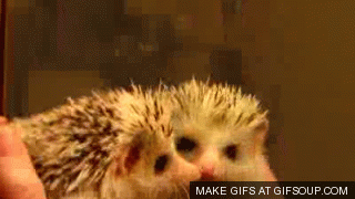 Cutest-hedgehog-gifs-mirror-lick.gif