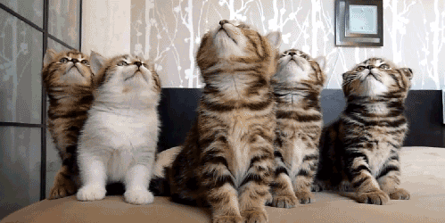 The 46 Cutest Cat GIFs Ever