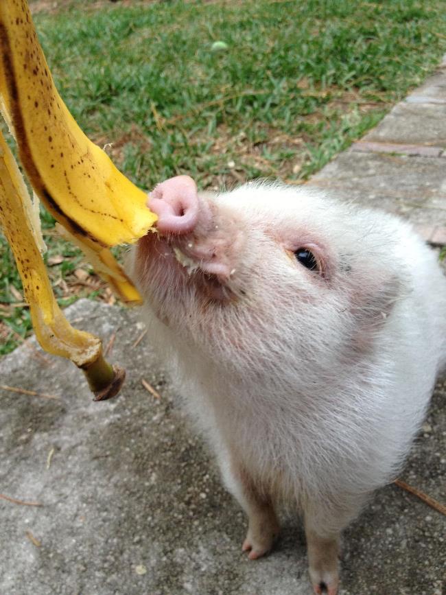 Meet Hamlet The World's Cutest Pig