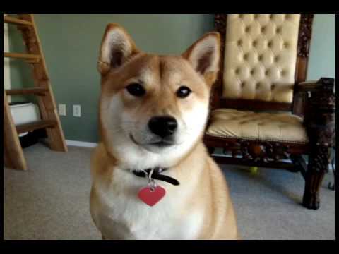 ost mimicry pet talking toy series mame shiba inu