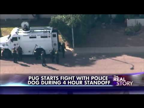 Pug Picks Fight With Entire SWAT Team… And Wins