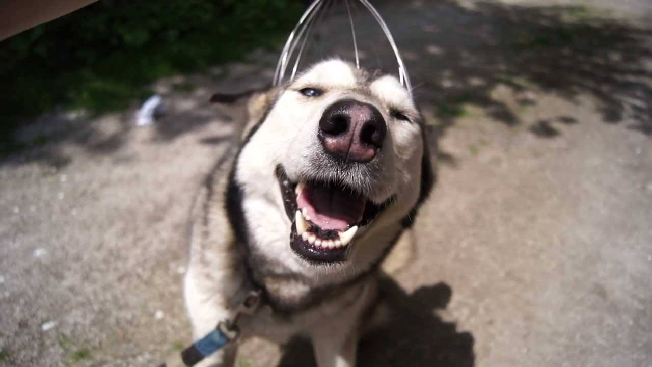 Husky Loves Head Massager