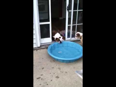 Gus Versus The Pool