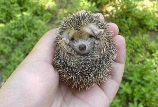 A Very Cute Baby Hedgehog