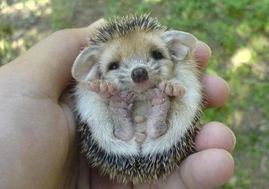 Baby Hedgehog Photo