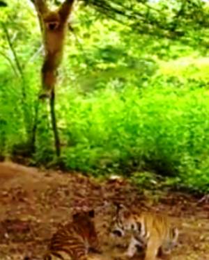 Monkey Hilariously Taunts Two Tigers