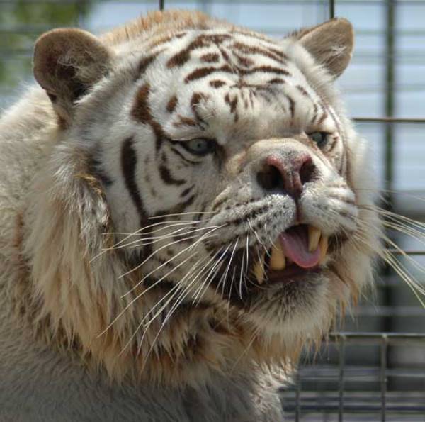 Deformed White Tiger