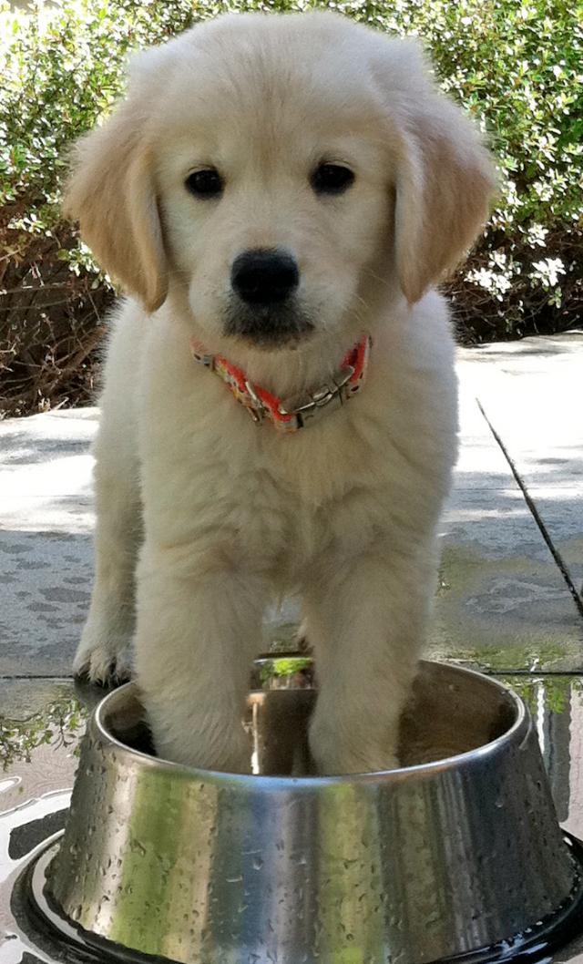 Adorable Golden Retriever Puppy