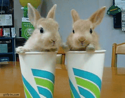 Bunnies Nom Nom Nom GIF