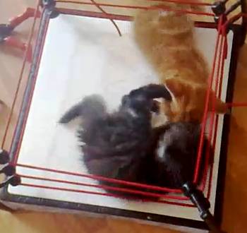 kitten wrestling toy