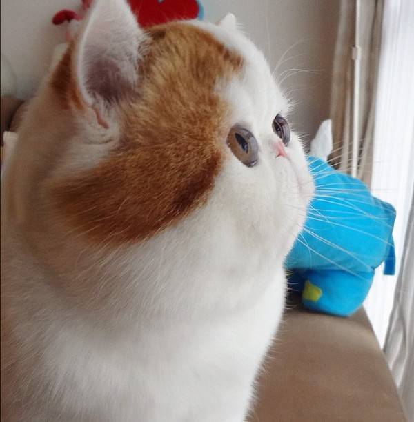 snoopy flat faced cat