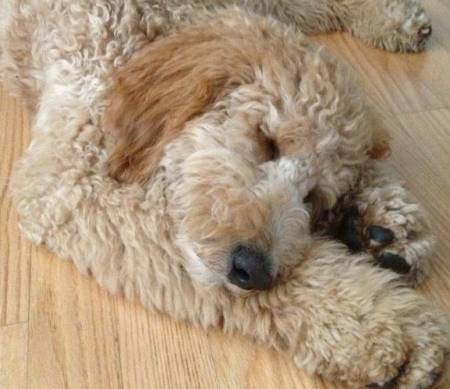 The Cutest Golden Doodle Puppy Ever