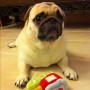 The Cutest Pug Ever: Honey, Instagram's Cutest Pug