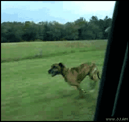 Funniest Dog GIFs Dog Jumps Out Of Car Window