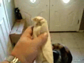 GIF Of A Dog Eating A Burrito