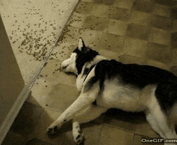 Lazy Dog Eating Funny Dog GIFs