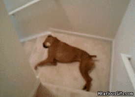 Funny Dog Going Downstairs