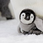 The Cutest Baby Penguins Photos In The World