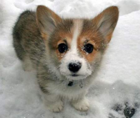 The Cutest Corgi Pictures The Internet Has Ever Seen