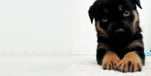 Cute Pup Pics GIFs