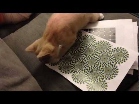 jumping line cat optical illusion