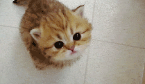 Cute Kitty GIFs