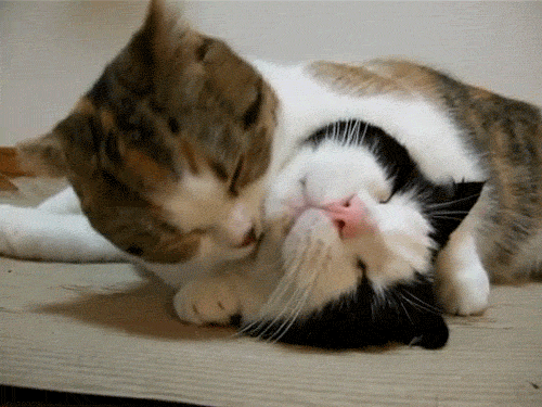 42 Top Pictures Cats Grooming Each Other Gif / Other Funny Gifs Http Gif Tv Tumblr Com And Funny Youtube Video Https Www Youtube Com Watch V Qqkw5m0i Qc Cute Cat Gif Cats Cute Little Kittens