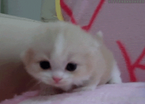 Cute Cat Gifs