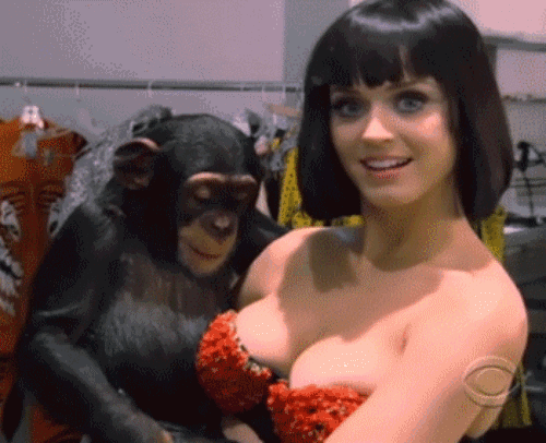 Monkey With Katy Perry
