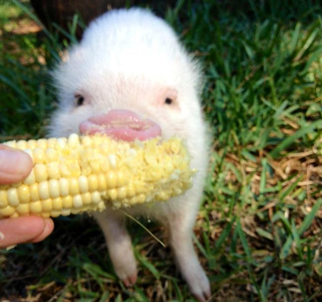 hamlest-cutest-pig-corn