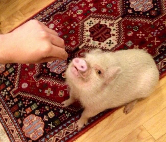 Hamlet The Cutest Pig Ever Picture