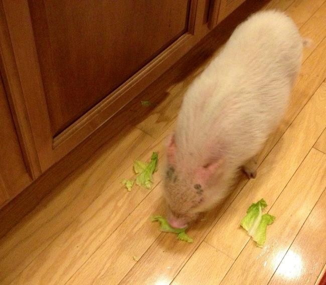 Pet Pig Eating Lettuce Photograph