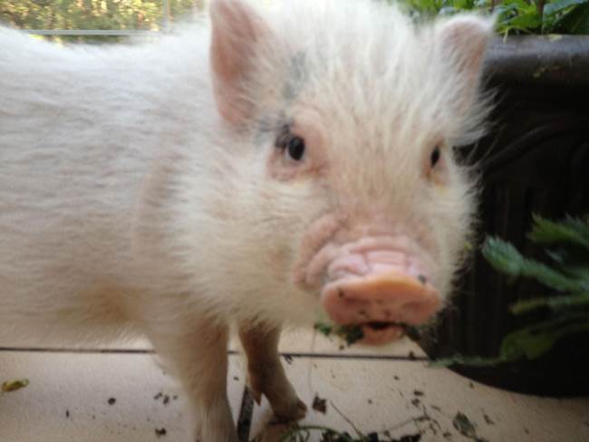 hamlest-cutest-pig-munchies