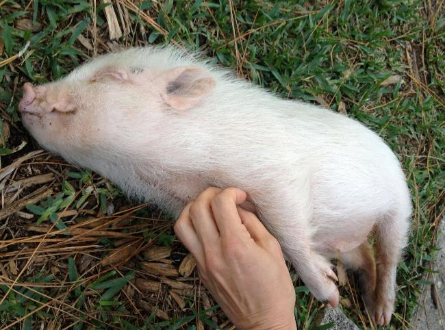 Scratching A Baby Pig Picture