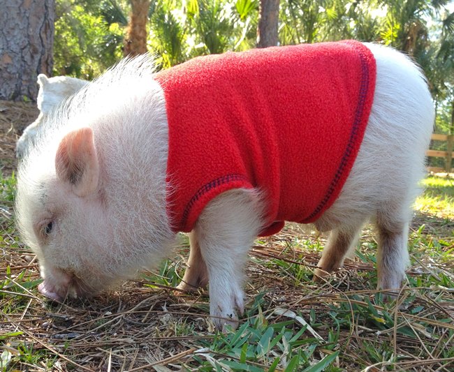 Adorable Pet Pig Picture