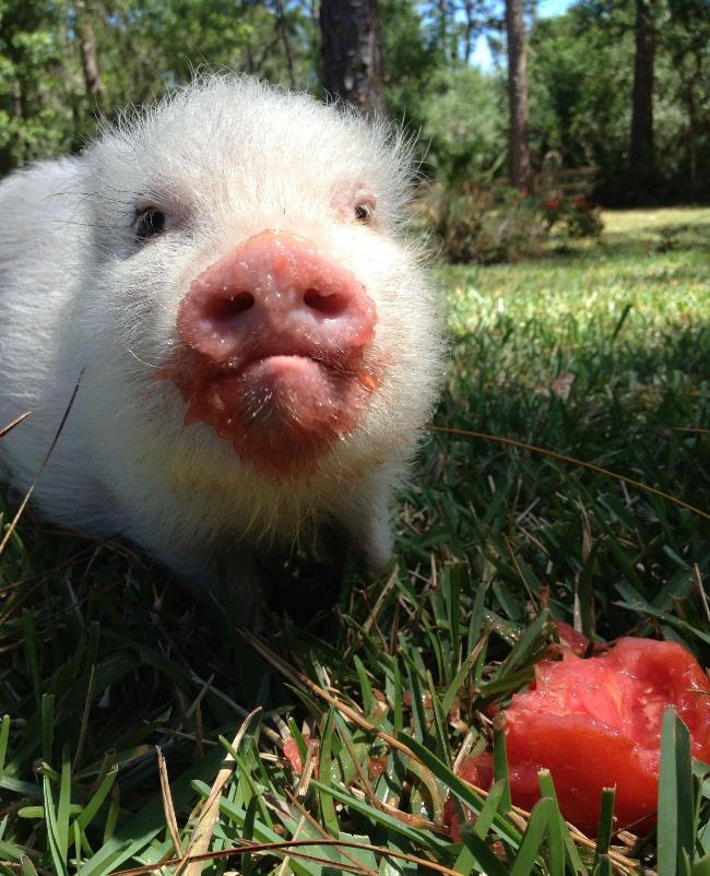 hamlest-cutest-pig-watermelon