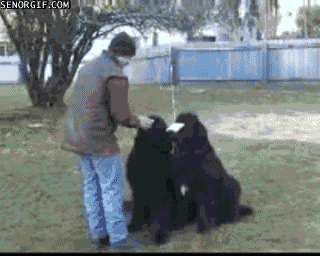 Funniest Ever GIF - Funniest Ever - Discover & Share GIFs