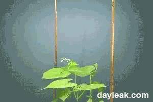 Amazing Animated GIF Of How Ivy Grows