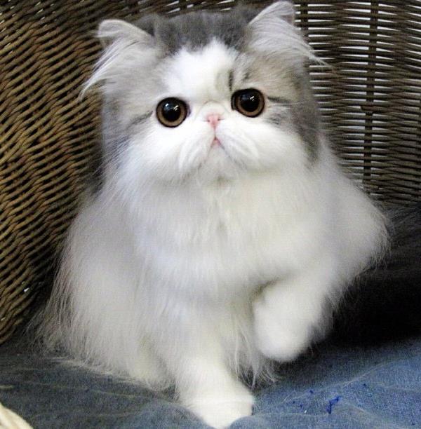 Persian Cat Hope
