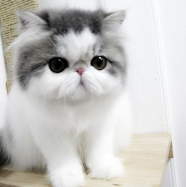 The Most Mind Blowingly Cute Cats Of Instagram