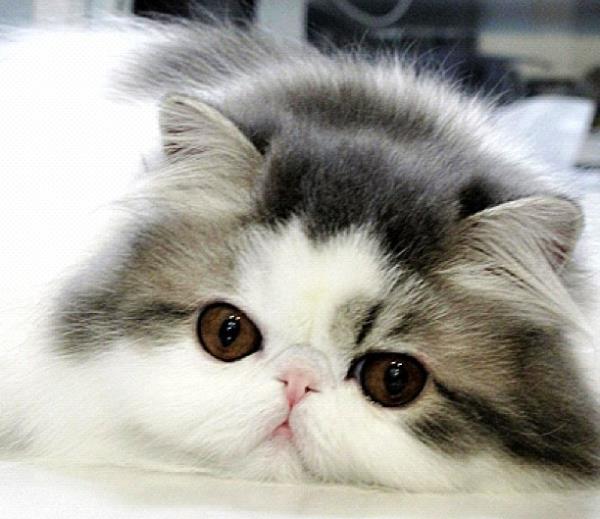 The Most Mind Blowingly Cute Cats Of Instagram