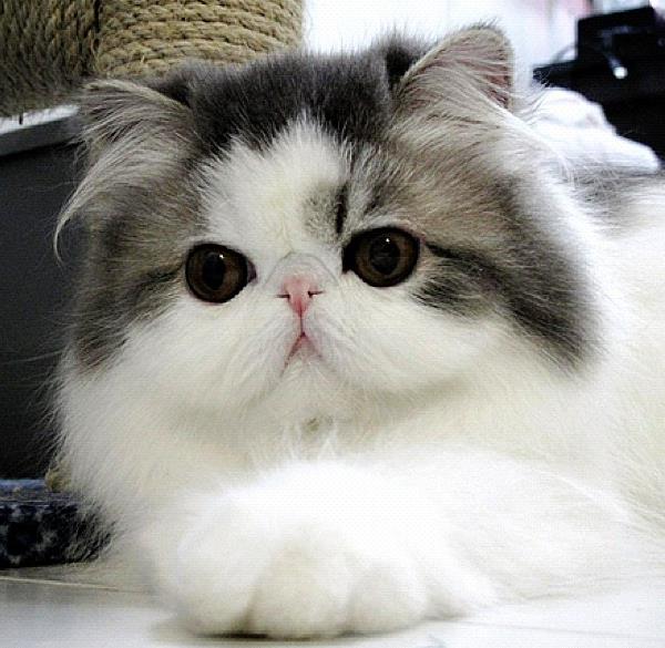 The Most Mind Blowingly Cute Cats Of Instagram